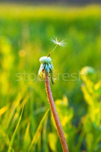 Foto stock: Sozinho · velho · dandelion · noite · céu · primavera