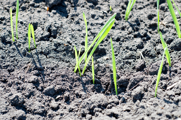 little green shots on the field Stock photo © mycola