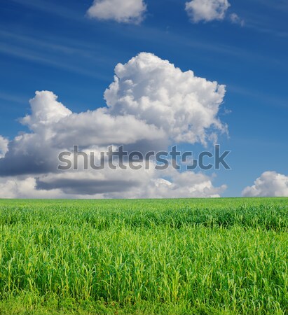 Câmp iarba verde cer nori verde Sudan Imagine de stoc © mycola