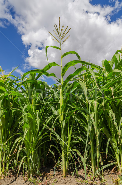 green maize in field Stock photo © mycola