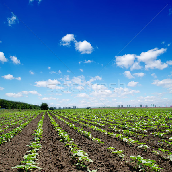Mező zöld napraforgók felhős égbolt fű Stock fotó © mycola