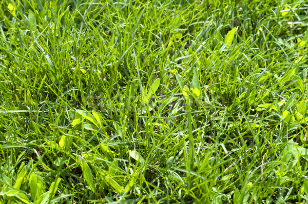 green grass closeup Stock photo © mycola
