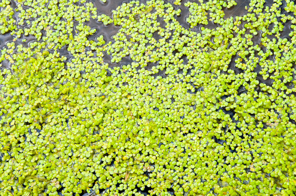 green duckweed on water as background Stock photo © mycola
