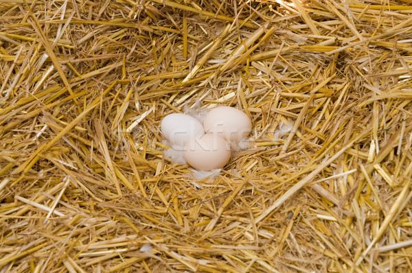 three eggs in a nest from a straw Stock photo © mycola