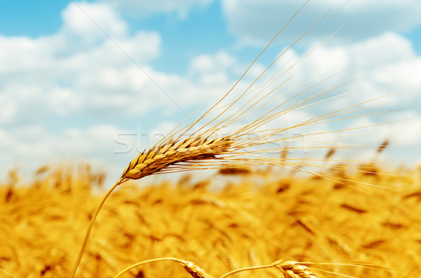 rip ear of wheat on field Stock photo © mycola