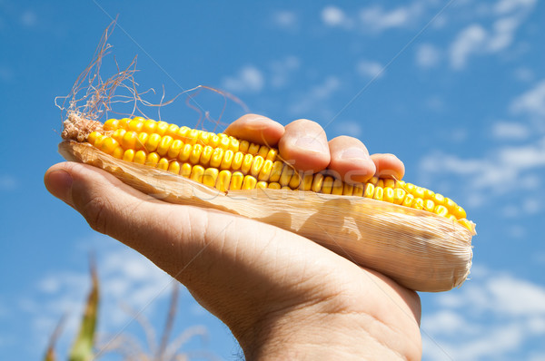 Stock photo: maize in hand under sky