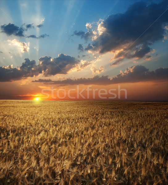 field of wheat in sunset time Stock photo © mycola