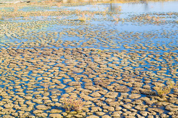 болото землю влажный пейзаж лет зеленый Сток-фото © mycola