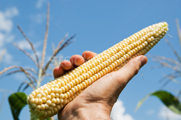 raw corn in hand Stock photo © mycola