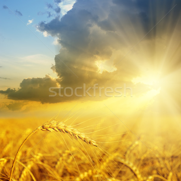 Dziedzinie złota kłosie pszenicy wygaśnięcia niebo Zdjęcia stock © mycola