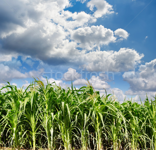 Beautiful green maize field Stock photo © mycola