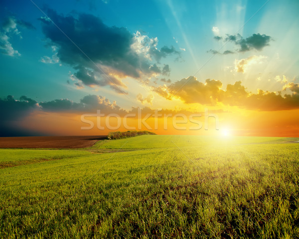 Bon coucher du soleil vert agriculture domaine ciel Photo stock © mycola