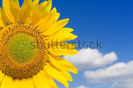 yellow sunflower on clear sky Stock photo © mycola