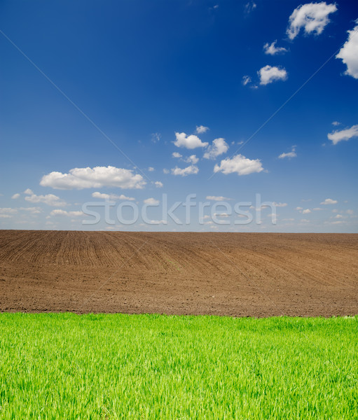 agricultural green and black field Stock photo © mycola