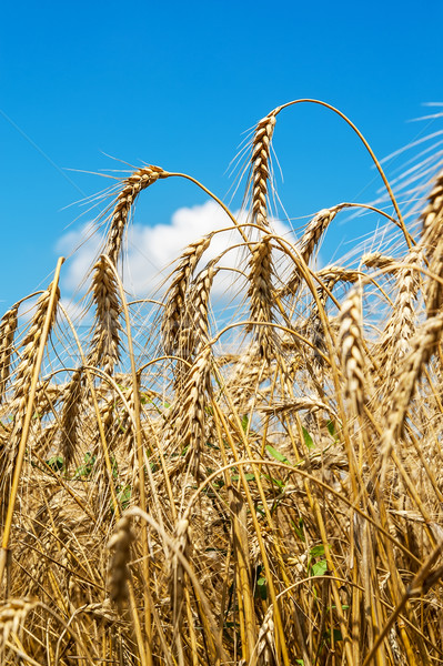 gold ears of wheat under sky Stock photo © mycola
