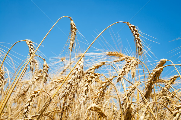 Foto stock: Maduro · trigo · orejas · cielo · verano