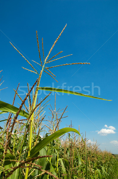 field with maize Stock photo © mycola