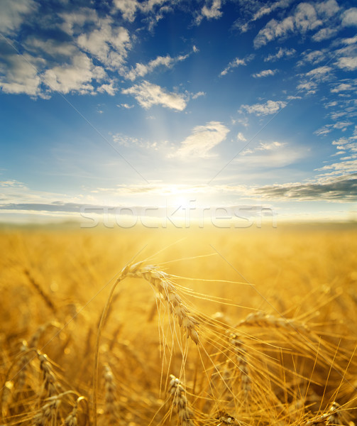 field with gold ears of wheat in sunset Stock photo © mycola