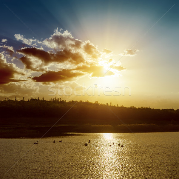 sunset over pond with dark water and swans Stock photo © mycola