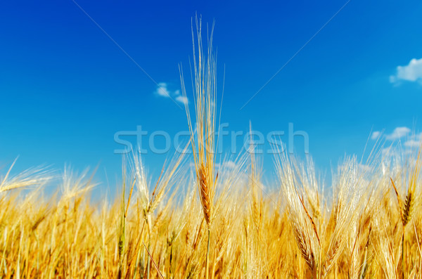 Foto stock: Maduro · trigo · orelhas · céu · macio