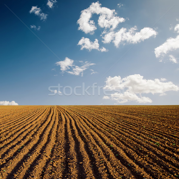 plowed field and blue sky in sunset Stock photo © mycola