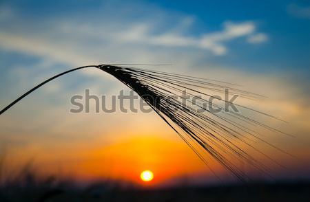 ears of wheat on sunset Stock photo © mycola