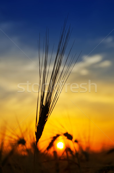 Stock photo: golden sunset over harvest field