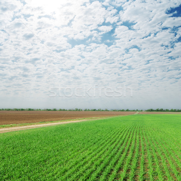 Nuvoloso cielo agricoltura verde campo primavera Foto d'archivio © mycola