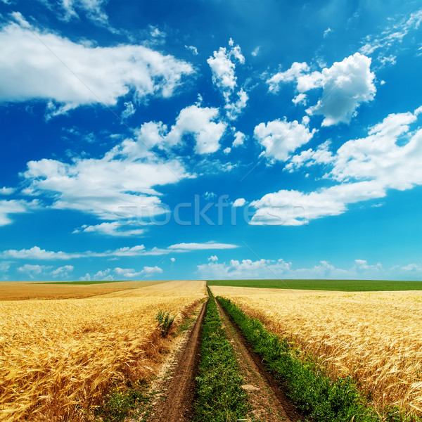 Stock photo: road in golden fields under cloudy sky