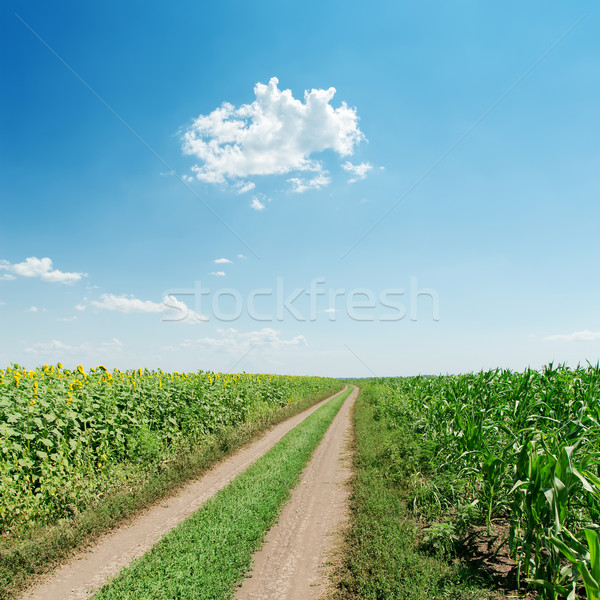 Stockfoto: Vuile · weg · veld · zonnebloemen · blauwe · hemel · hemel