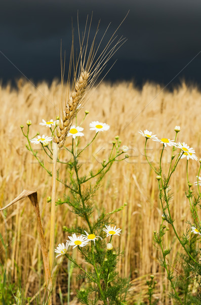 golden ear of wheat with daisy under dark sky Stock photo © mycola