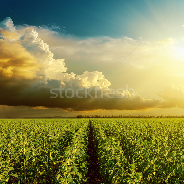 good sunset over field with green sunflower Stock photo © mycola