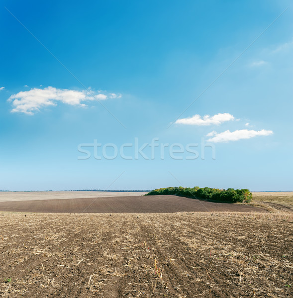 plowed field in autumn under light cloudy sky Stock photo © mycola