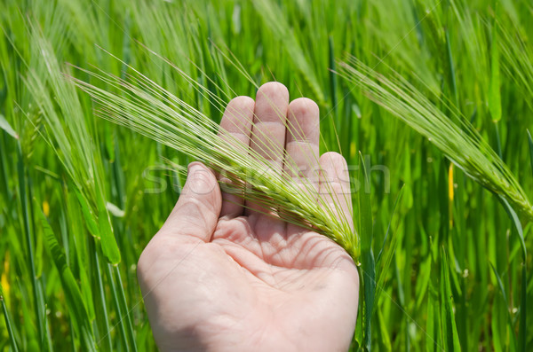Zöld árpa kéz tavasz fű tájkép Stock fotó © mycola