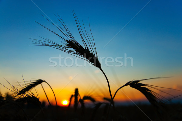 sunset on field at summer. ears of wheat sun against Stock photo © mycola
