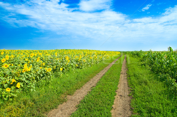 a rural road goes to horizon between two field Stock photo © mycola
