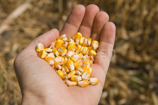 Stock photo: maize in hand