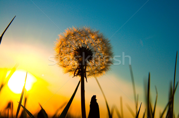Starych Dandelion słońce niebo wygaśnięcia charakter Zdjęcia stock © mycola