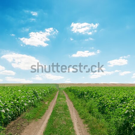 rural road in agricultural fields under cloudy sky Stock photo © mycola