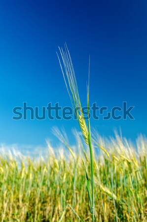 Verde câmp adanc Blue Sky iarbă natură Imagine de stoc © mycola