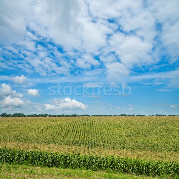 field with green maize under cloudy sky Stock photo © mycola