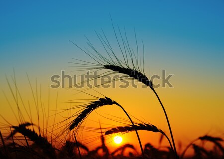 Puesta de sol cosecha verano campo noche rojo Foto stock © mycola