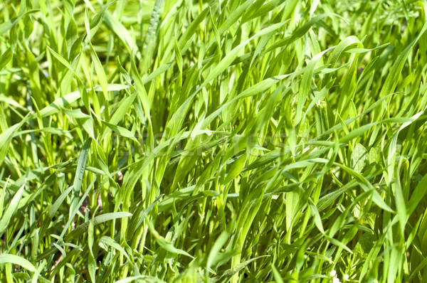 green grass closeup Stock photo © mycola