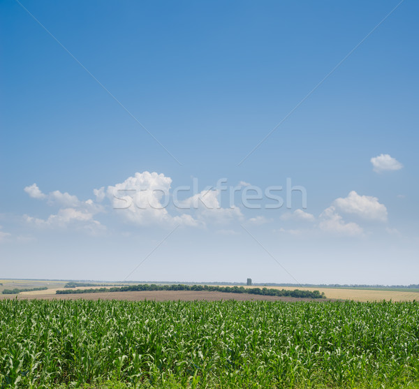 field with green maize Stock photo © mycola