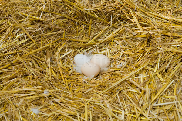 eggs in nestle straw Stock photo © mycola