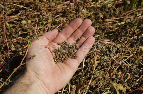 buckwheat in hand over field Stock photo © mycola