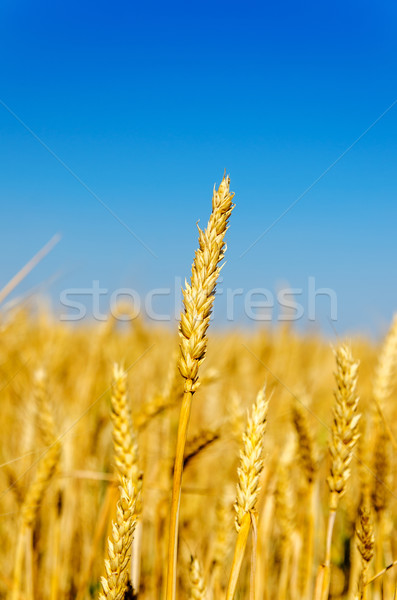 one golden ear of wheat Stock photo © mycola
