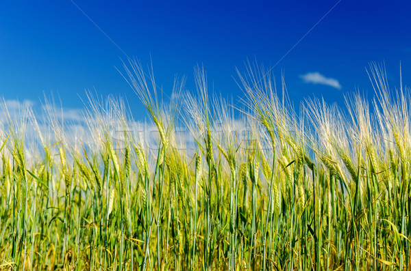 Foto stock: Verde · colheita · profundo · blue · sky · grama · natureza