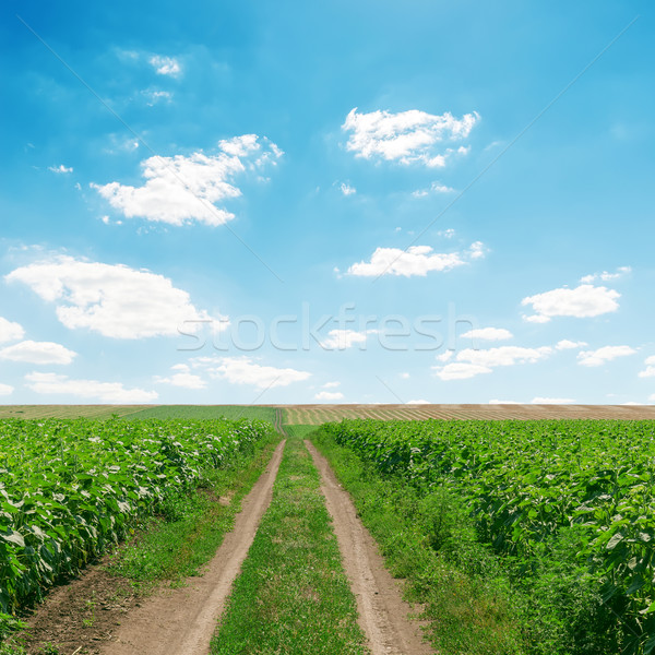 Koszos út zöld fű felhők tavasz tájkép Stock fotó © mycola