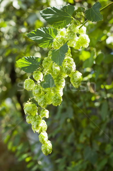 Green hops Stock photo © mycola